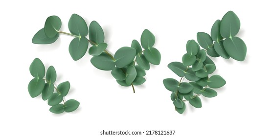 Eucalyptus leaves and branches, aromatic herb. Evergreen plant, condiment or spice for essential oil and medicine isolated on white background. Natural green foliage, Realistic 3d vector illustration