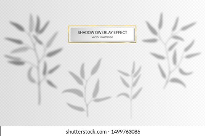 Eucalyptus leaves branches set transparent overlay effects design elements for presentations, mockups scenes, backgrounds, social media templates natural transparent realistic eucalypti leaf vector