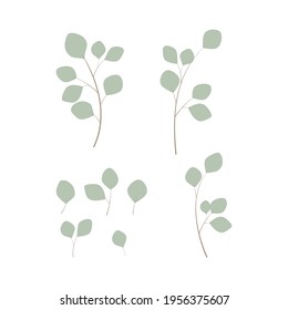 Eucalyptus leaves and branches vector illustration set on white background