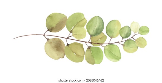 Eucalyptus leaves and branches watercolor hand-painted illustration. green eucalyptus leaves elements brush isolated on white background.