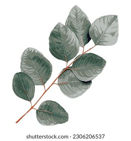 Eucalyptus leaves drawing vector illustrations. Botanical floral hand drawn element.
