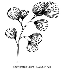 Hojas de eucalipto. Flor botánica floral. Elemento de ilustración aislado. Flor silvestre de dibujo manual vectorial para fondo, textura, patrón envolvente, marco o borde.