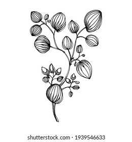 Eucalyptus leaves. Floral botanical flower. Isolated illustration element. Vector hand drawing wildflower for background, texture, wrapper pattern, frame or border.