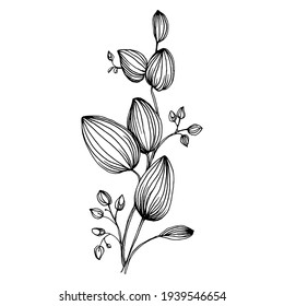 Eucalyptus leaves. Floral botanical flower. Isolated illustration element. Vector hand drawing wildflower for background, texture, wrapper pattern, frame or border.