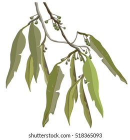 Eucalyptus Leaves And Gumnuts Illustration