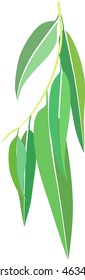 Eucalyptus Leaves Illustration