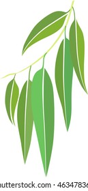 Eucalyptus Leaves Illustration