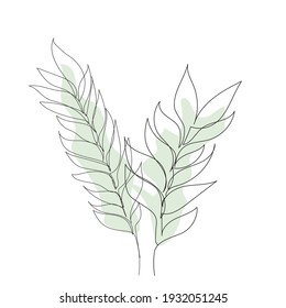 Eucalyptus leaves . Line Drawing Palm Leaves. Minimalist