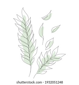Eucalyptus leaves . Line Drawing Palm Leaves. Minimalist