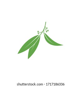 Eucalyptus leaves logo vector template design illustration