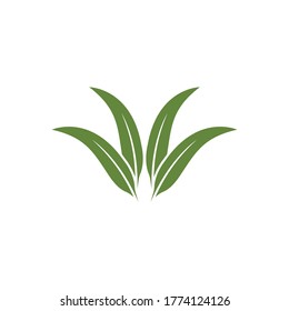Eucalyptus leaves logo vector template design illustration