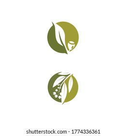 Eucalyptus leaves logo vector template design illustration