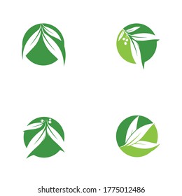 Eucalyptus leaves logo vector template design illustration