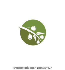 Eucalyptus leaves logo vector template design illustration