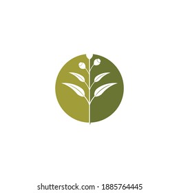 Eucalyptus leaves logo vector template design illustration