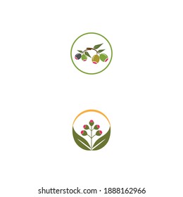 Eucalyptus lässt Logo-Vektorgrafik-Design