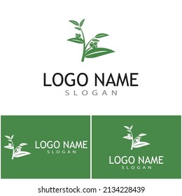 Eucalyptus leaves logo vector template design illustration