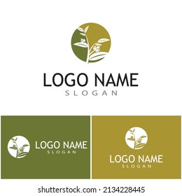 Eucalyptus deja logotipo vectorial plantilla de diseño