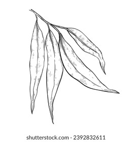 Eucalyptus leaves are long and hang from the branch. Sketch eucalyptus.