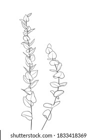 Eucalyptus Leaves . One Line Drawing Art. - Vector Illustration