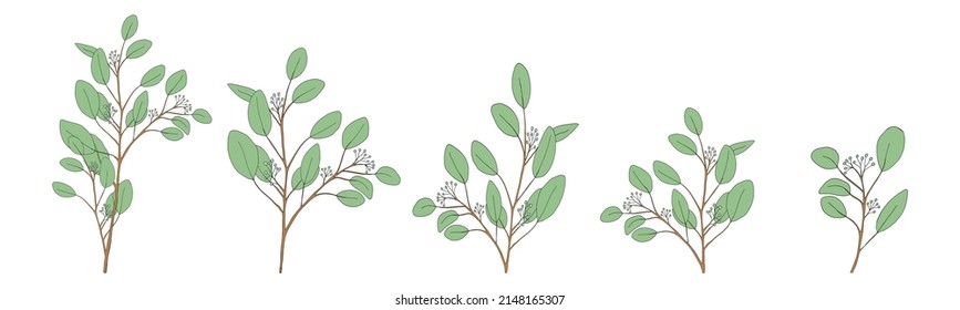 Eucalyptus leaves round shape on branches.Set Vector Illustration Natural green leaves elements, Eucalyptus Populus isolated on white background simple and cute design for textile or greeting card