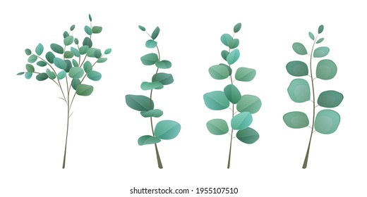Eucalyptus leaves in set of 4 branches. Eucalyptus silver greenery set, leaves and branches for decoration of greeting cards and invitations.