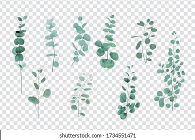 Eucalyptus leaves set isolated on transparent background 