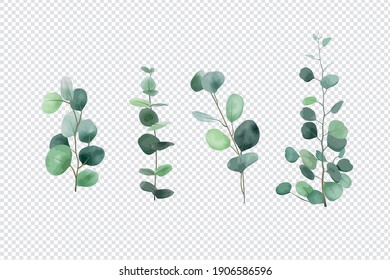 Eucalyptus leaves set isolated on transparent background 

