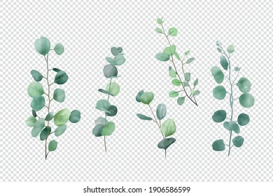 Eucalyptus leaves set isolated on transparent background 
