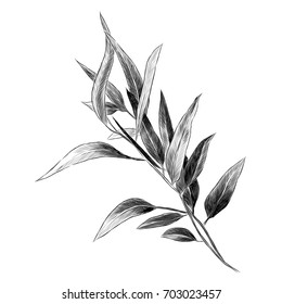 Eucalyptus Leaves Sketch Vector Graphics Monochrome