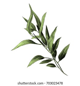 Eucalyptus Leaves Sketch Vector Graphics Color