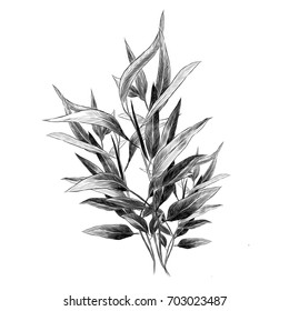 eucalyptus leaves sketch vector graphics monochrome branch