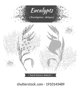 Eucalyptus leaves, young shoots and branches of eucalyptus with flowers, buds and seeds . Detailed hand-drawn sketches, vector botanical illustration.  For menu, label, packaging design.