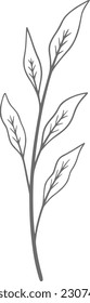 Eucalyptus line art, leaf, plant, eucalyptus, botanical, illustration, nature, design, floral, art, branch, background, foliage, set, vintage, flower, line, summer, decoration, spring, drawing, vector