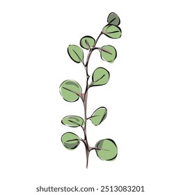 Eucalyptus Line Drawing. Minimalistic colorful Floral illustration isolated on white background