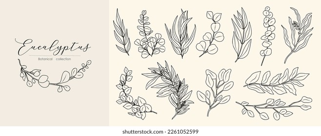 Eucalyptus Line Drawing Print Set vector illustrations