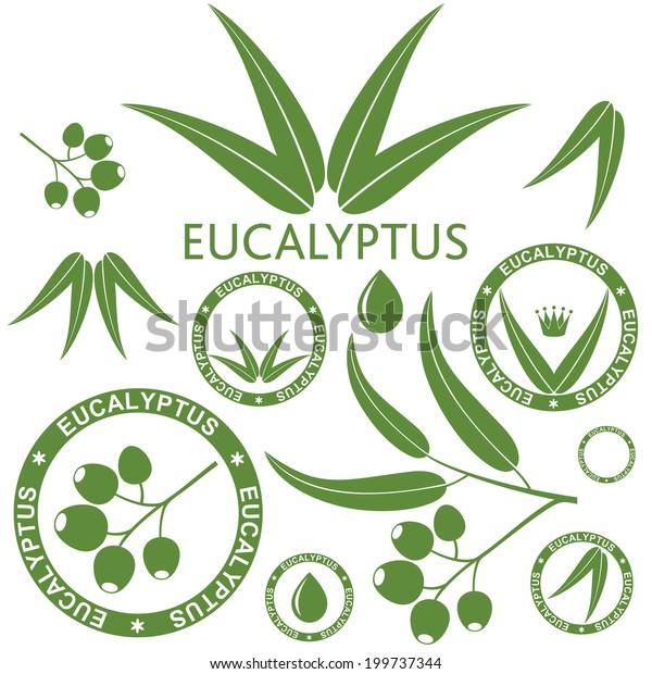 Eukalyptus Logo Grundol Einzelne Blatter Auf Stock Vektorgrafik Lizenzfrei