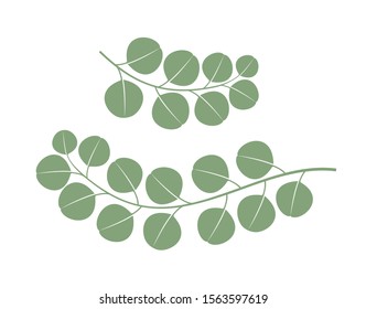 Eucalyptus logo. Isolated eucalyptus on white background