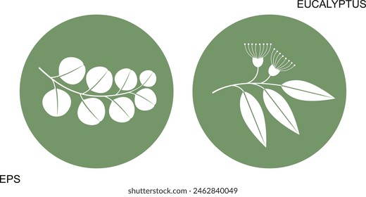 Eucalyptus logo. Isolated eucalyptus on white background