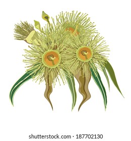 Eucalyptus Native flower vector svg
