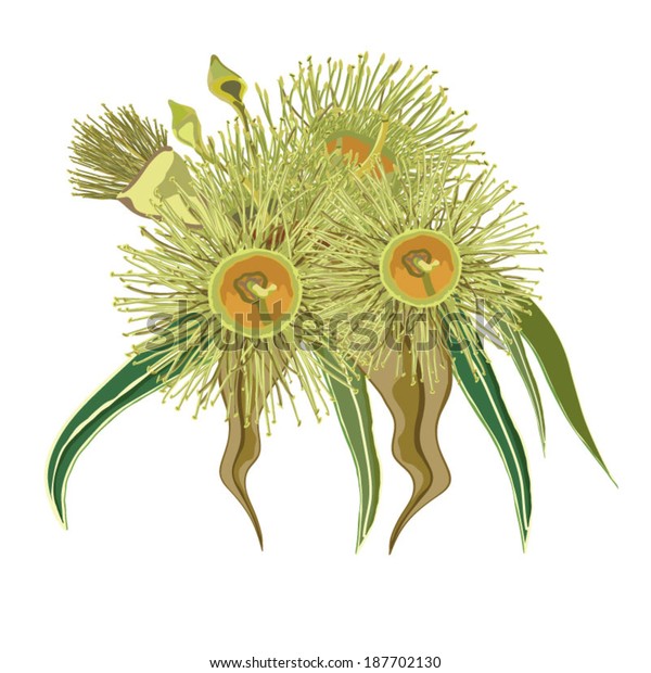Download Eucalyptus Native Flower Vector Stock Vector (Royalty Free ...
