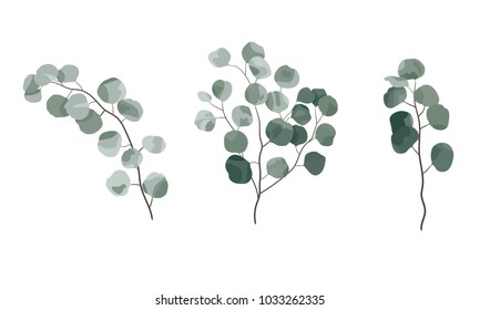 Eucalyptus natural branches elements in watercolor rustic style set collection. Vector illustration for design. Eps10