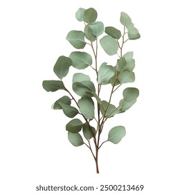 Eucalyptus on a White Transparent Background PNG