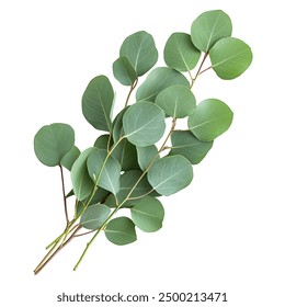 Eucalyptus on a White Transparent Background PNG