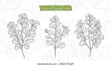 Rama de planta de eucalipto aislada en un fondo blanco. Curación botánica estilo dibujado a mano con Eucalipto. Ilustración vectorial.