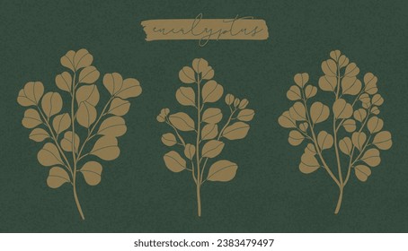 Eucalyptus plant branch isolated on a white background. Botanical healing Eucalyptus hand drawn style. Vector illustration.