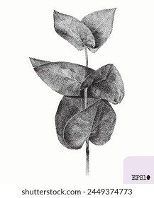 Eucalyptus plant. Spring bouquet. Pointillism, graphic black ink drawing