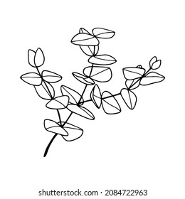 La planta de eucalipto es joven. Ilustración de material vectorial eps10. Aislar sobre fondo blanco, contorno, dibujo a mano.