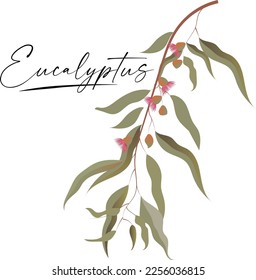 Eucalyptus plants. Greenery nature branches and foliage for scrapbook and wedding cards, nature decorative elements. Vector green leaves set on white background