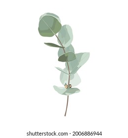 Eucalyptus plants. Rustic foliage branch with leaves for wedding invitation cards, decorative herbs collection.